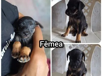 Cachorro raça SRD-ViraLata idade 2 a 6 meses nome GiGi