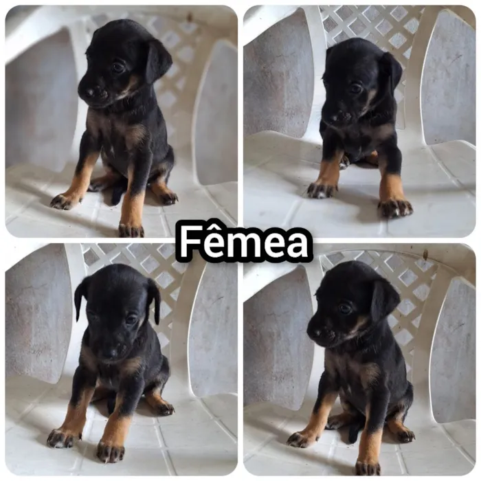 Cachorro raça SRD-ViraLata idade 2 a 6 meses nome pretinha