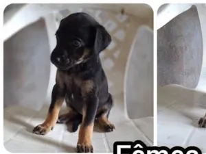 Cachorro raça SRD-ViraLata idade 2 a 6 meses nome pretinha