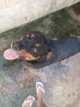 Bradock