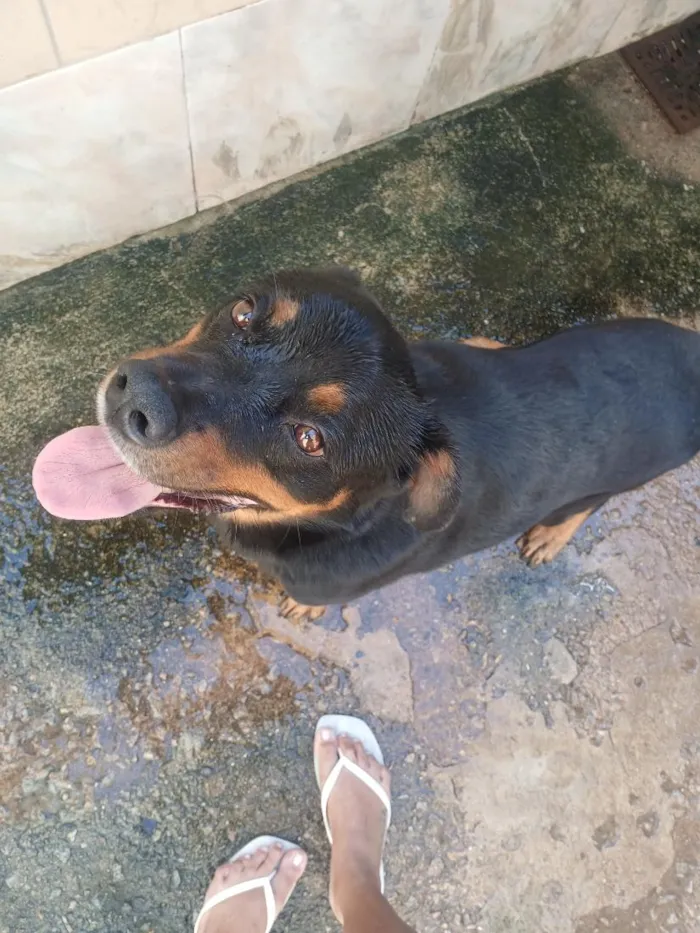 Cachorro raça Rottweiler idade 3 anos nome Bradock
