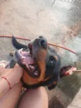 Bradock