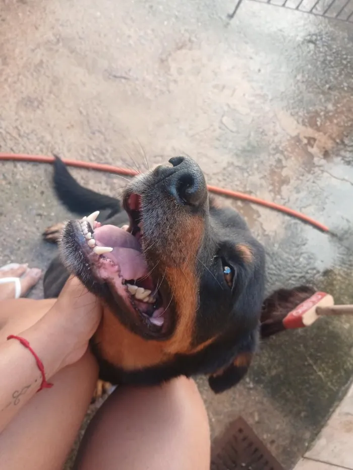 Cachorro raça Rottweiler idade 3 anos nome Bradock