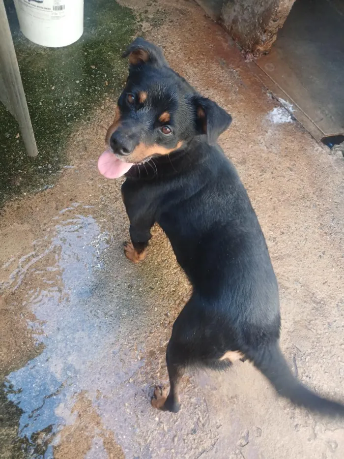 Cachorro raça Rottweiler idade 3 anos nome Bradock