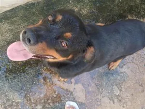 Cachorro raça Rottweiler idade 3 anos nome Bradock