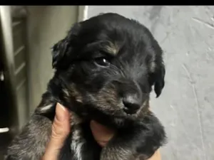 Cachorro raça SRD-ViraLata idade Abaixo de 2 meses nome sem nome