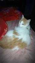 Mel