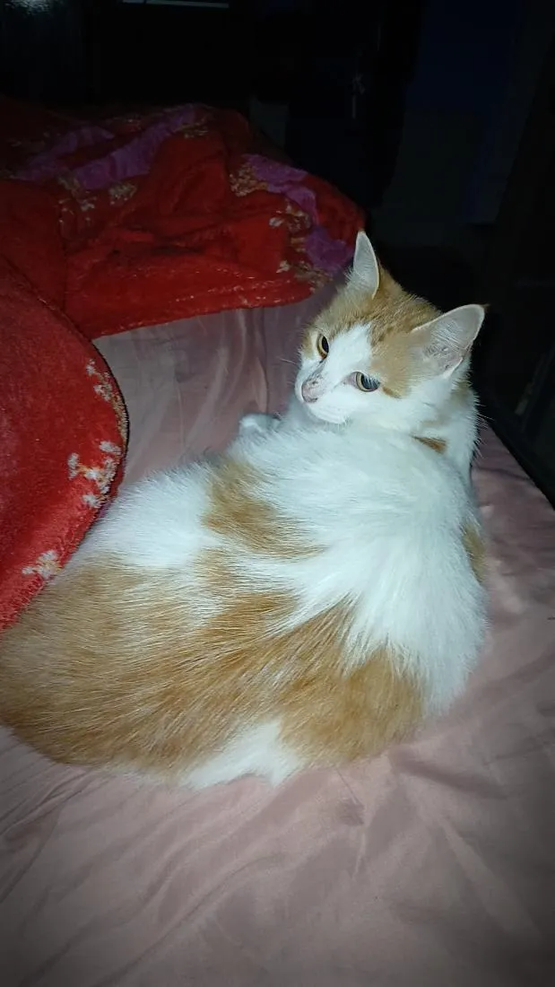 Gato raça SRD-ViraLata idade 5 anos nome Mel