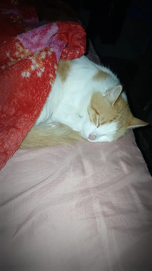 Gato raça SRD-ViraLata idade 5 anos nome Mel