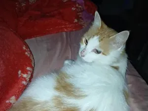 Gato raça SRD-ViraLata idade 5 anos nome Mel