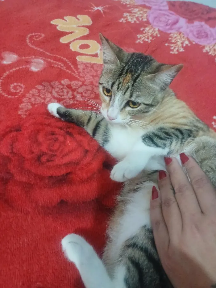 Gato raça SRD-ViraLata idade 1 ano nome Ximbica