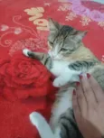 Ximbica
