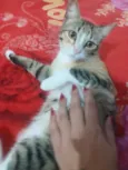 Ximbica