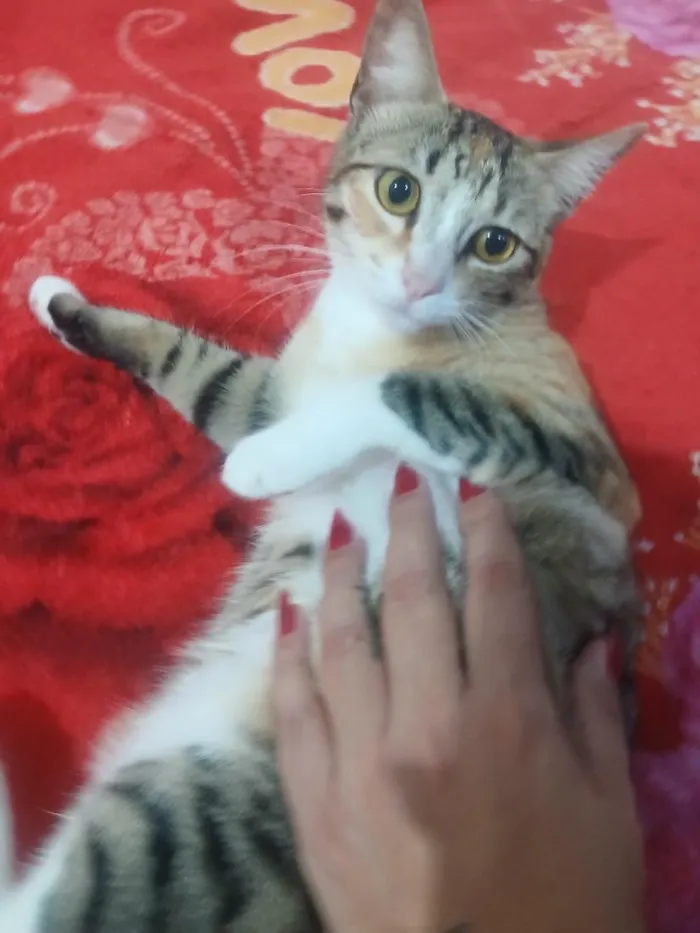Gato raça SRD-ViraLata idade 1 ano nome Ximbica