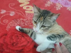 Gato raça SRD-ViraLata idade 1 ano nome Ximbica