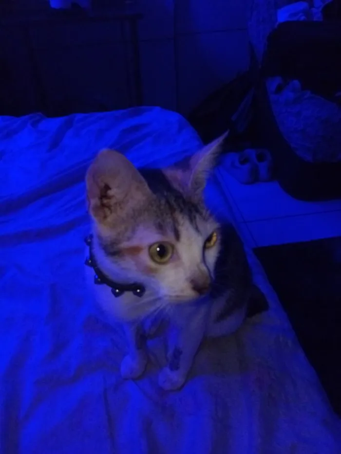 Gato raça SRD-ViraLata idade 7 a 11 meses nome Akira 