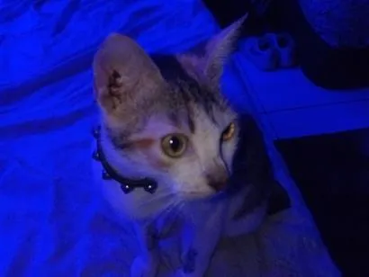 Gato raça SRD-ViraLata idade 7 a 11 meses nome Akira 