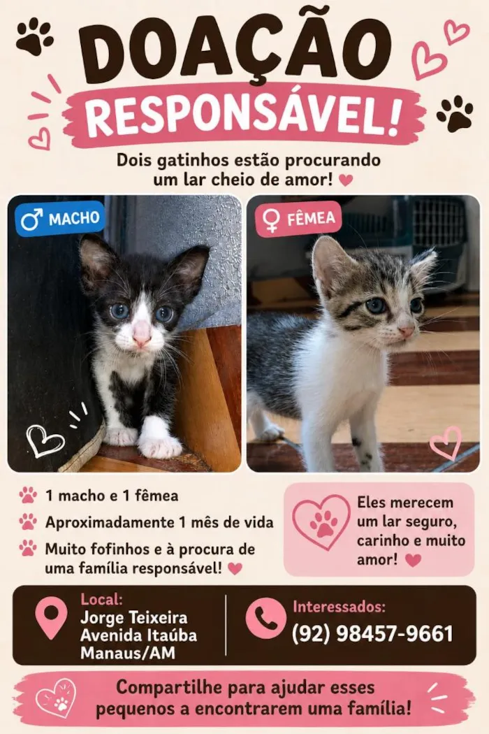 Gato raça SRD-ViraLata idade 2 a 6 meses nome sem nome