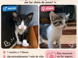 Gato raça SRD-ViraLata idade 2 a 6 meses nome sem nome
