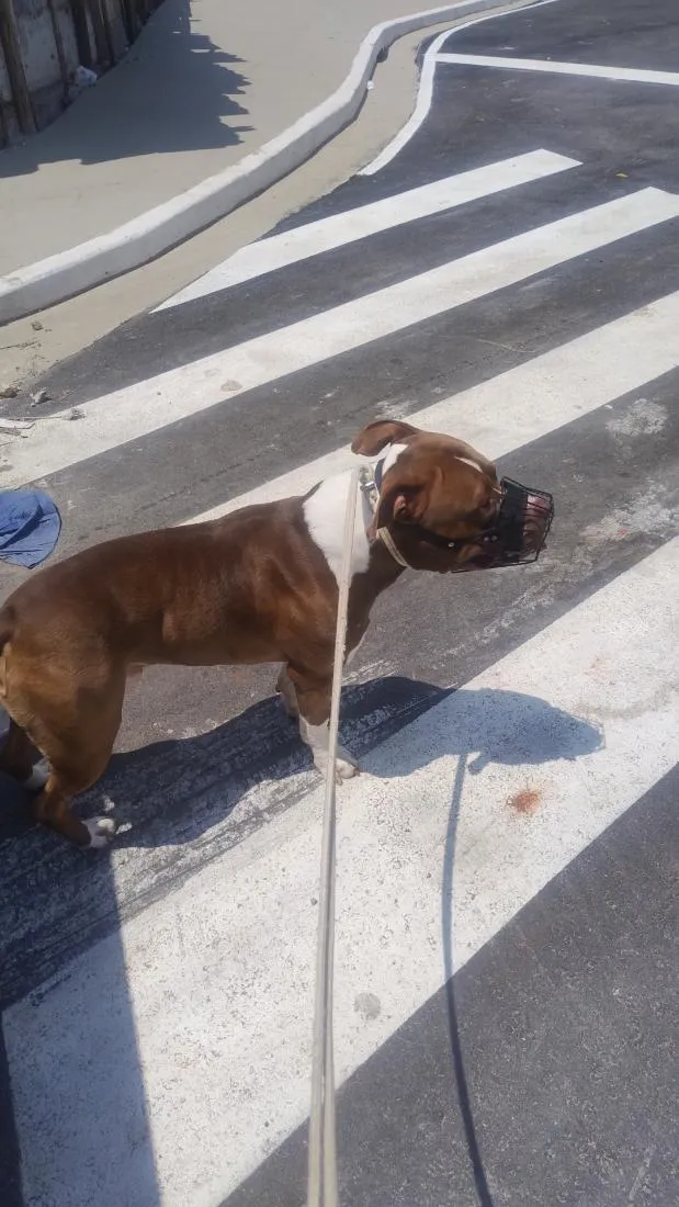 Cachorro raça Pit-Bull idade 3 anos nome Max 