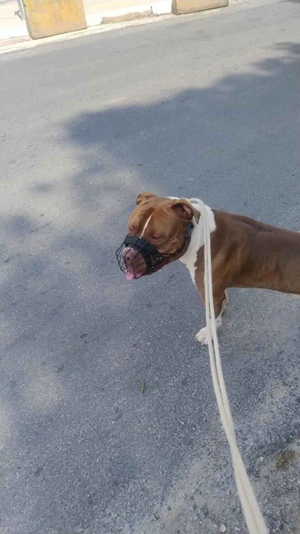 Cachorro raça Pit-Bull idade 3 anos nome Max 