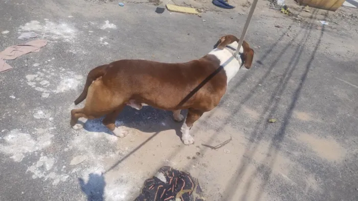 Cachorro raça Pit-Bull idade 3 anos nome Max 