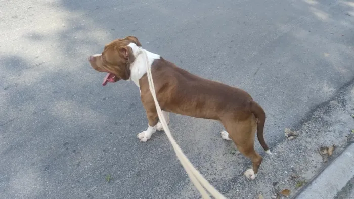 Cachorro raça Pit-Bull idade 3 anos nome Max 