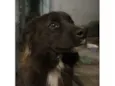 Bolinha