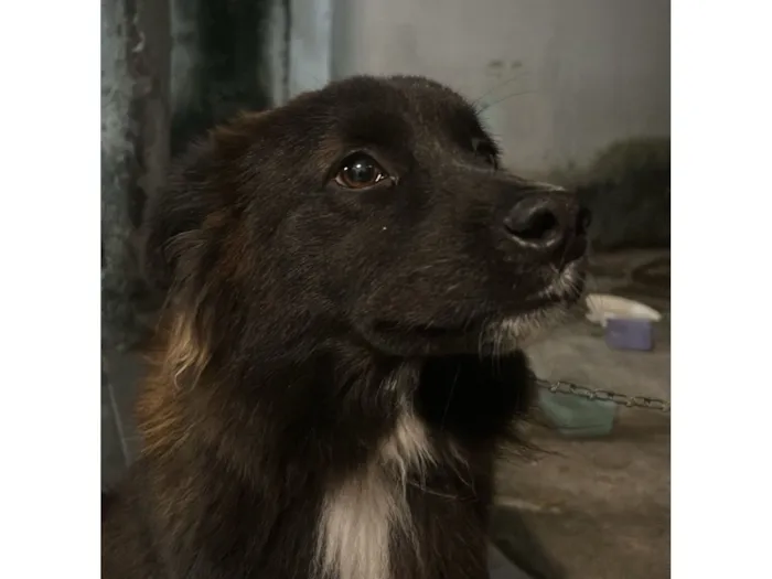 Cachorro raça SRD-ViraLata idade 2 anos nome Bolinha