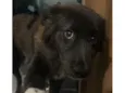 Bolinha