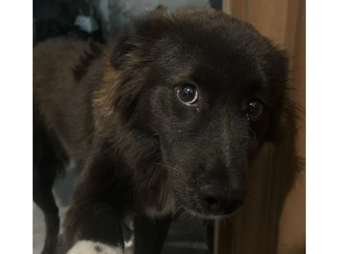Cachorro raça SRD-ViraLata idade 2 anos nome Bolinha