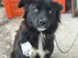 Bolinha