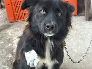 Cachorro raça SRD-ViraLata idade 2 anos nome Bolinha
