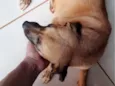 Paçoca 