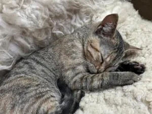 Gato raça SRD-ViraLata idade 2 a 6 meses nome Malia 