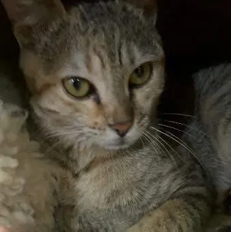 Gato raça SRD-ViraLata idade 2 a 6 meses nome Malia 