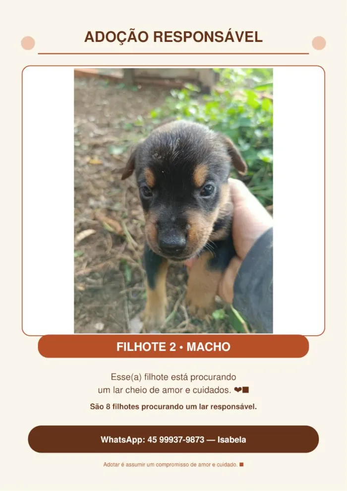 Cachorro raça SRD-ViraLata idade Abaixo de 2 meses nome Sem nome