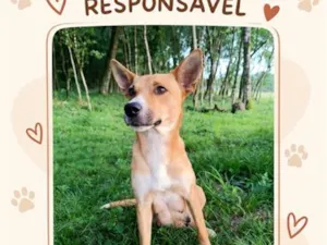 Cachorro raça SRD-ViraLata idade Abaixo de 2 meses nome Sem nome