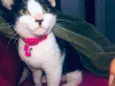 Lili