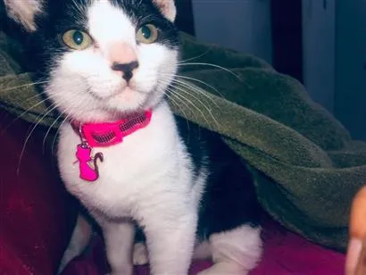 Gato raça SRD-ViraLata idade 2 a 6 meses nome Lili
