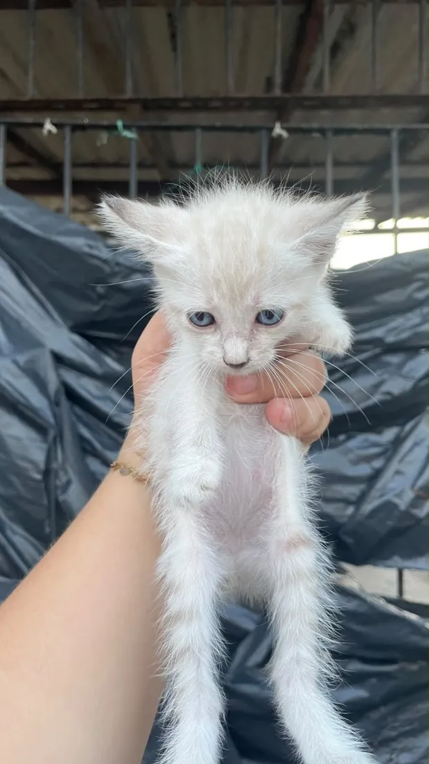Gato raça Siamês idade 2 a 6 meses nome Sem nome 