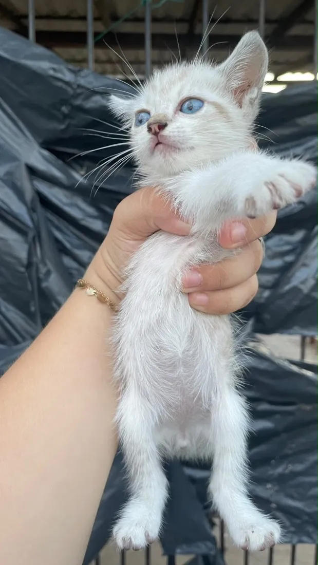 Gato raça Siamês idade 2 a 6 meses nome Sem nome 