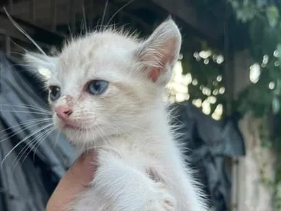 Gato raça Siamês idade 2 a 6 meses nome Sem nome 