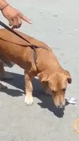 Maradona 