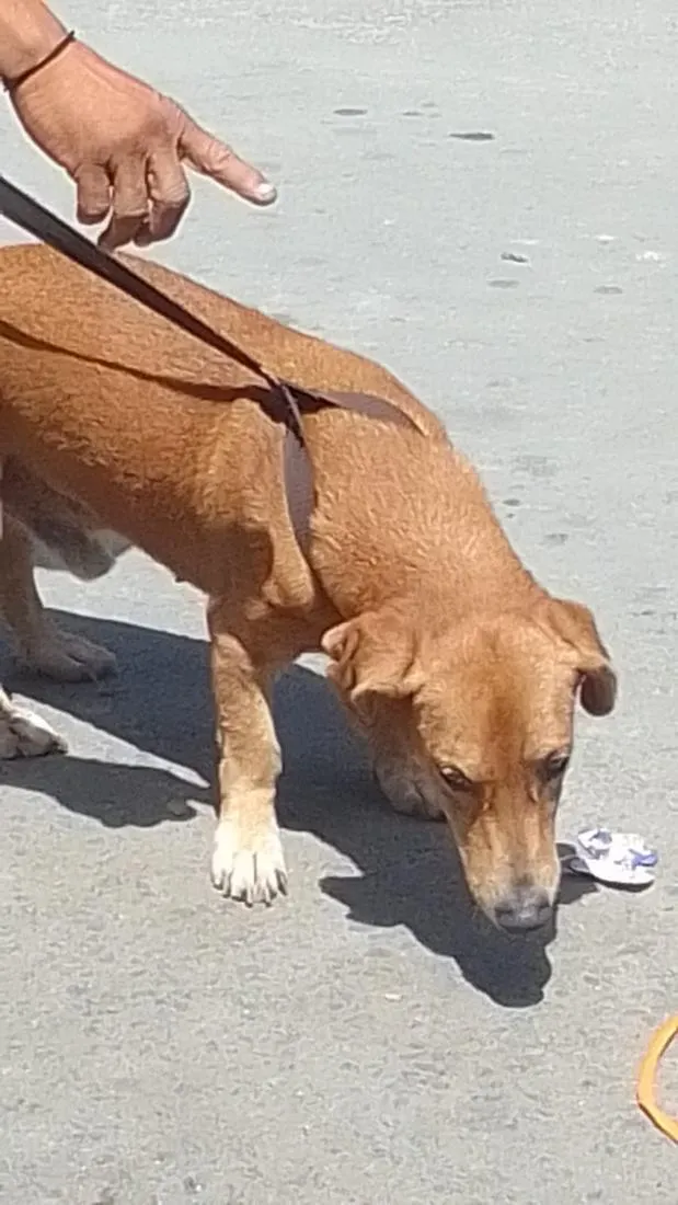 Cachorro raça Basset-Cofap idade 6 ou mais anos nome Maradona 