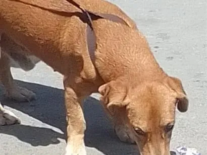 Cachorro raça Basset-Cofap idade 6 ou mais anos nome Maradona 