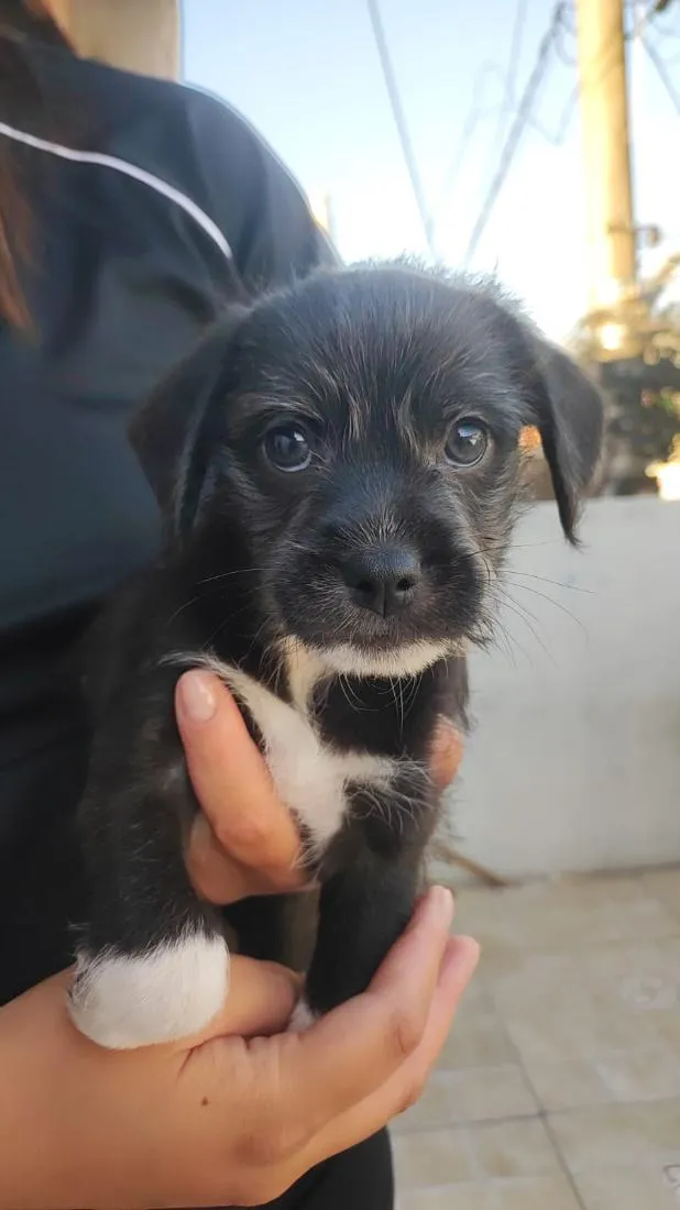 Cachorro raça SRD-ViraLata idade 2 a 6 meses nome thor