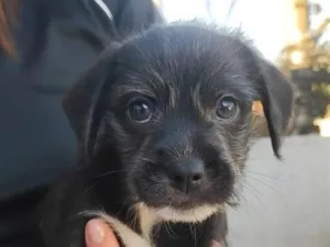 Cachorro raça SRD-ViraLata idade 2 a 6 meses nome thor