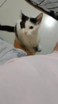 floquinho