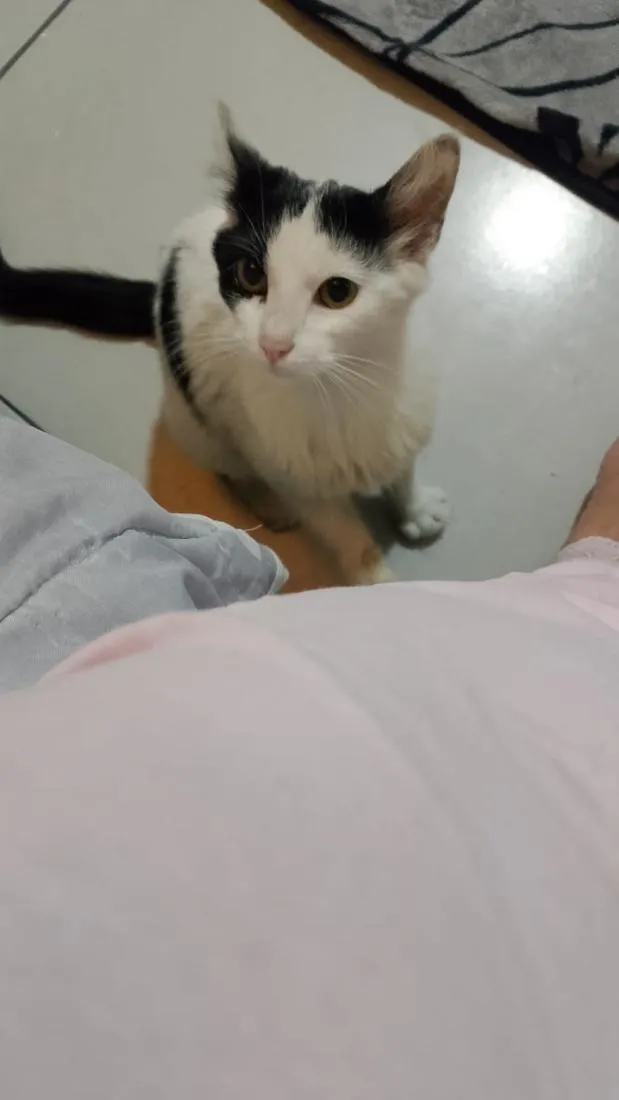 Gato raça SRD-ViraLata idade 2 a 6 meses nome floquinho